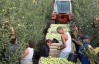 "Если в Украине начнут выращивать больше овощей, зарплаты вырастут до $600-700"