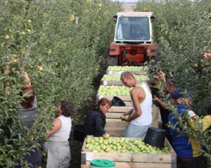&quot;Если в Украине начнут выращивать больше овощей, зарплаты вырастут до $600-700&quot;