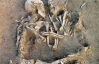 Во время ремонта церкви провалился пол - под ним было 40 скелетов