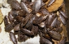 За абонемент на посещение атракционов американцы поедали тараканов