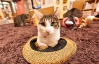 Японцы снимают стресс в кошачьих кафе, поглаживая и обнимая животных