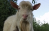 Козу заарештували за незаконну агітацію