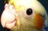 Пьяный попугай в Германии упал в аппарат по продаже билетов