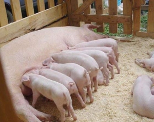 В Украину разрешили ввозить литовских свиней
