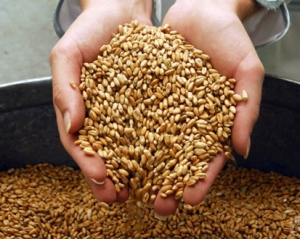 Україні треба знизити ціну на зерно, щоб конкурувати з Росією - експерт