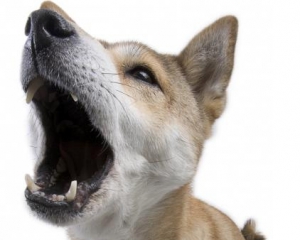 У Лос-Анджелесі собакам заборонили гавкати довше 10 хвилин