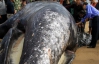 У Китаї місцеві рибалки знайшли мертвого 14-метрового кита 