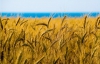 Украина намолотила 52,4 миллиона тонн зерна и приближаются к завершению уборки 