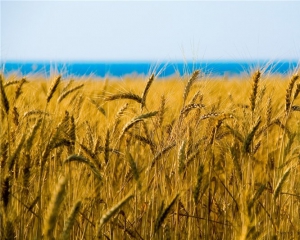 Україна намолотила 52,4 мільйона тонн зерна і наближаються до завершення збирання