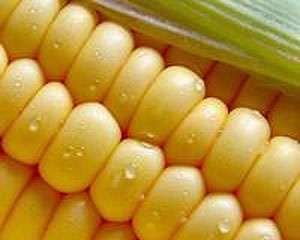 Украинскую кукурузу &quot;придавило&quot; рекордным урожаем