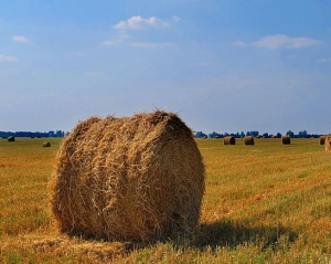 Украина намолотила уже 53,67 миллиона тонн зерна