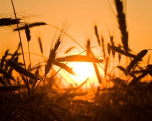 Украина продала за рубеж 5,5 миллиона тонн зерна