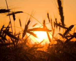 Украина продала за рубеж 5,5 миллиона тонн зерна