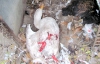 На Рівненщині чупакабра скрутила шиї кролям та птиці