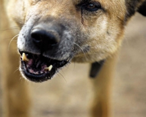 Жительницу Николаева загрызли бездомные собаки