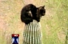 Домашний кот три дня просидел на 6-метровом кактусе