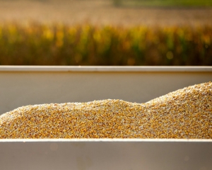 Япония осуществила рекордную закупку кукурузы из Украины