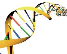 Полового партнера предложили выбирать по анализу ДНК