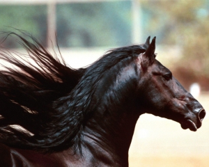 Чоловік обігнав коня на дистанції 50 метрів