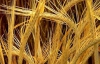 Украина променяет дешевую кукурузу на выгодный ячмень - эксперт
