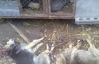 В ловушку на чупакабру в Ривненской области попали бездомные собаки