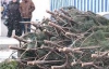 Украинцев за срубленную елку будут штрафовать на 2 тысячи