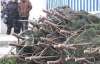 Украинцев за срубленную елку будут штрафовать на 2 тысячи