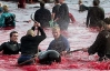 Во время охоты на китов жители Фарерских островов убивают около 1000 животных