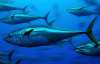 У американского рыбака отобрали 400-килограммового тунца
