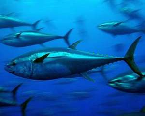 В американського рибалки відібрали 400-кілограмового тунця