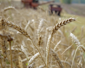 Украина намолотила уже 56 тонн зерна