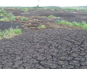 Білорус викрав з поля 18 тонн курячого посліду