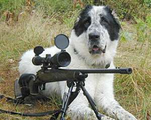 Пес на полюванні вистрілив господареві в сідниці