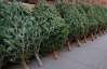 Жителям Одессы предложили взять новогодние елки напрокат