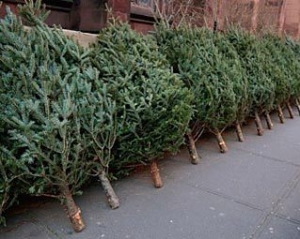 Жителям Одессы предложили взять новогодние елки напрокат