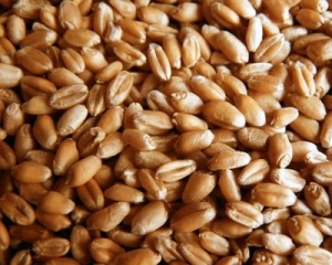 Украина продала за рубеж 7,3 миллиона тонн зерна