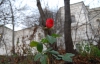 Через теплу осінь у Митрополичому саду розцвіла троянда