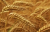 США "забрали" у Украины 1 миллион тонн экспортной пшеницы
