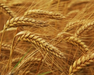 США &quot;забрали&quot; в України 1 мільйон тонн експортної пшениці