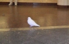 Белый голубь, живущий в фойе станции метро, любит арахисовые орехи