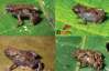 Нашли самую маленькую лягушку в мире длиной 8 мм