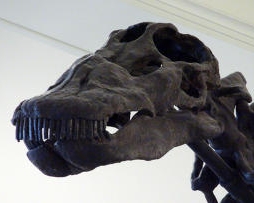Американські вчені об&#039;єднали три види динозаврів