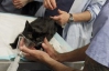 В США кошка стала донором умирающему сиамскому коту