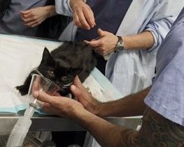 У США кішка стала донором вмираючому сіамському коту
