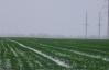 Неурожай озимых в Украине подогревает мировые цены на пшеницу