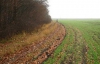 В Україні зіпсувалося ще півмільйона гектарів озимих