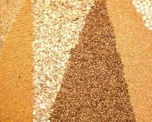 Україна продала за кордон вже 8,1 мільйона тонн зерна
