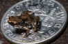 У Новій Гвінеї знайшли найменшу жабу на Землі