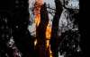 У США згорів найстаріший у світі кипарис віком 3500 років