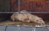 Голодные животные замерзают в металлических контейнерах на Закарпатье